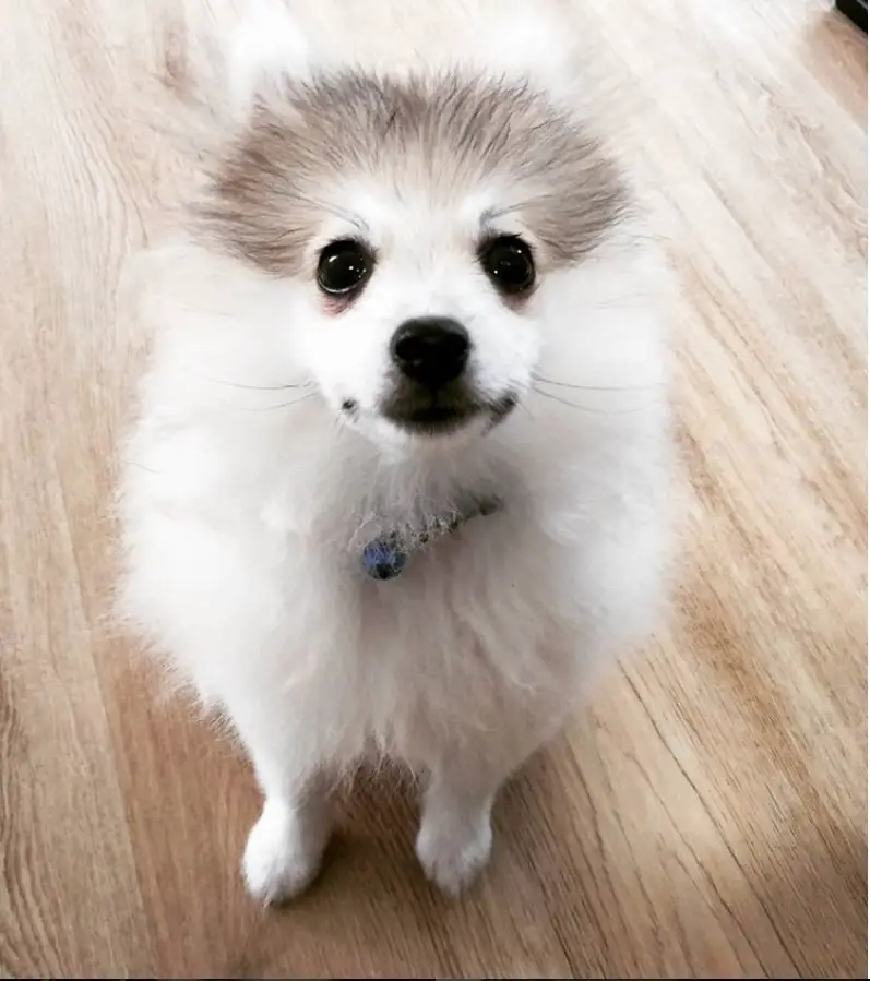 Pomeranian sitting on the floor with its adorable face