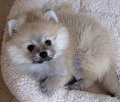 Pomeranian lying in its bed