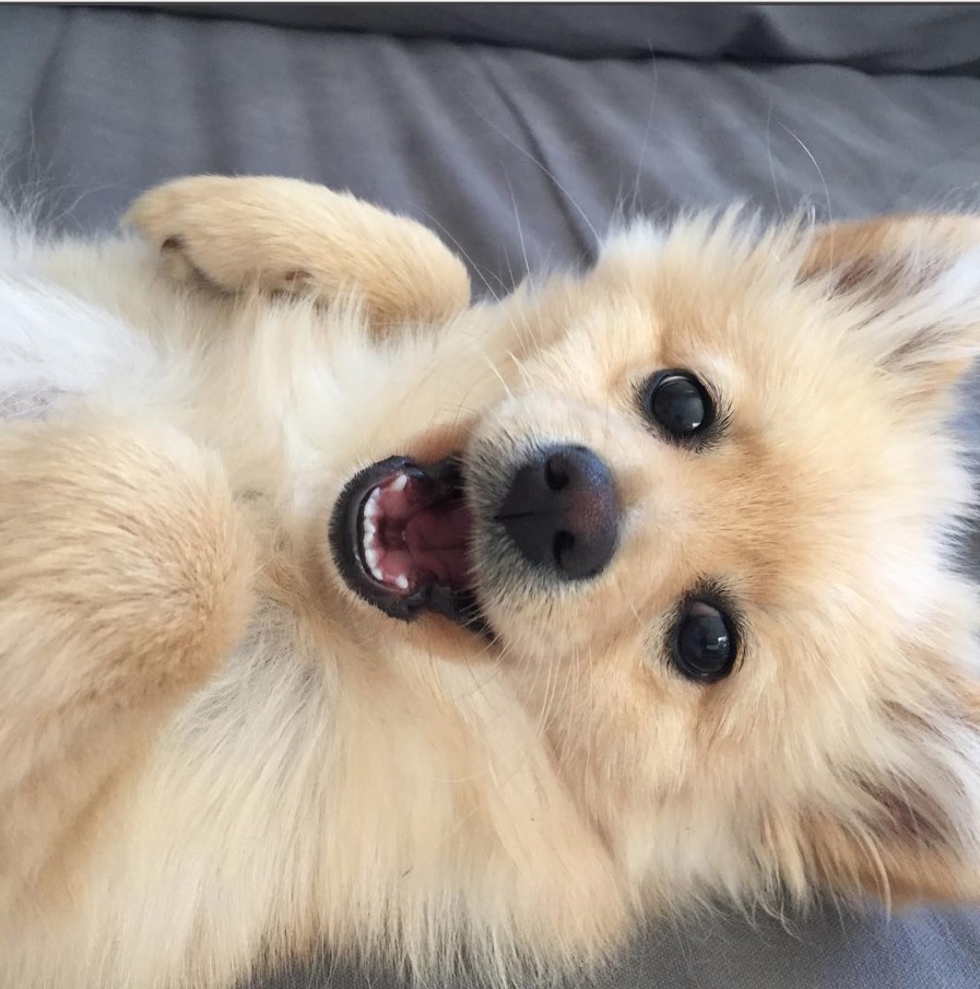 Pomeranian lying on the bed while smiling