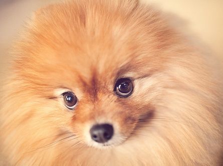 face of a Pomeranian and staring with its big adorable round eyes