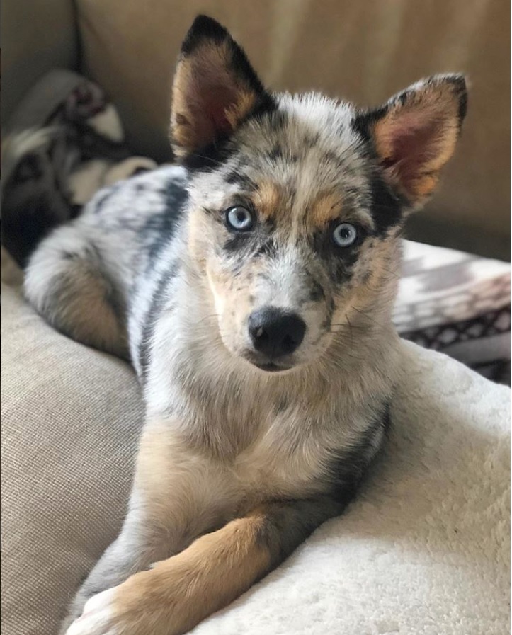 Pomsky puppy lying on the couch