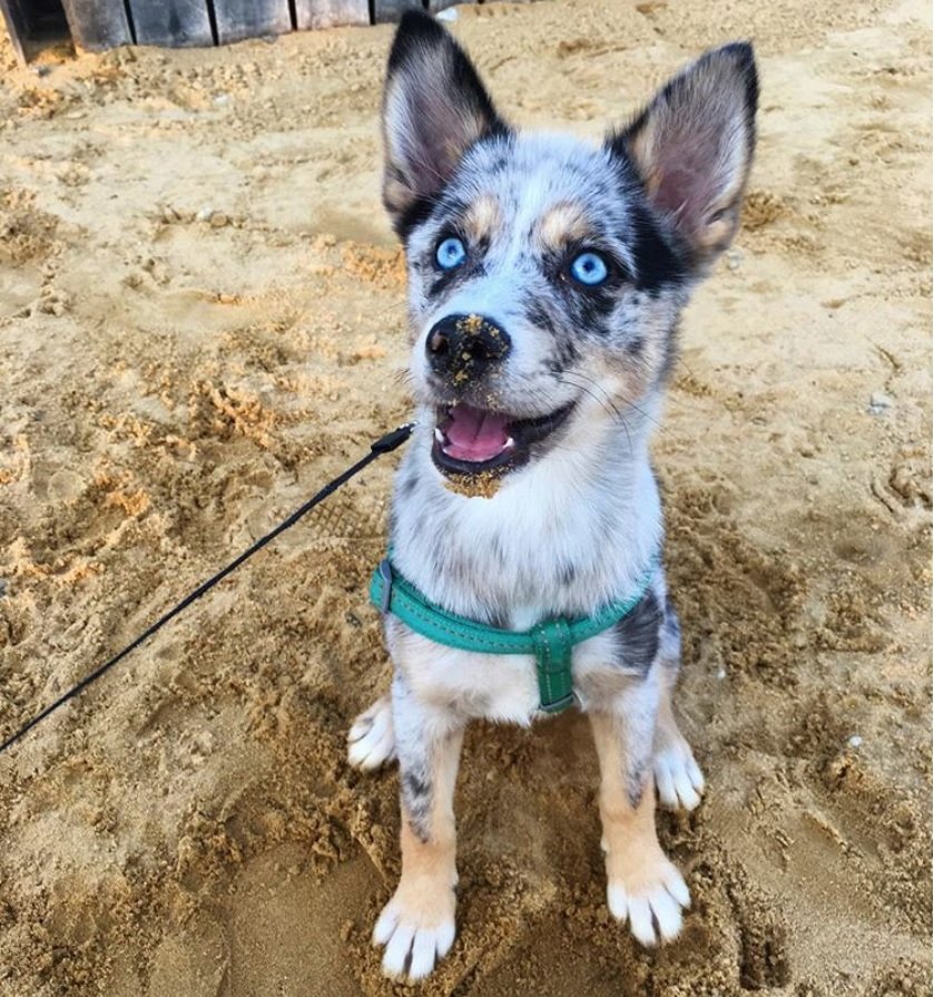 Pomsky sitting on the sand