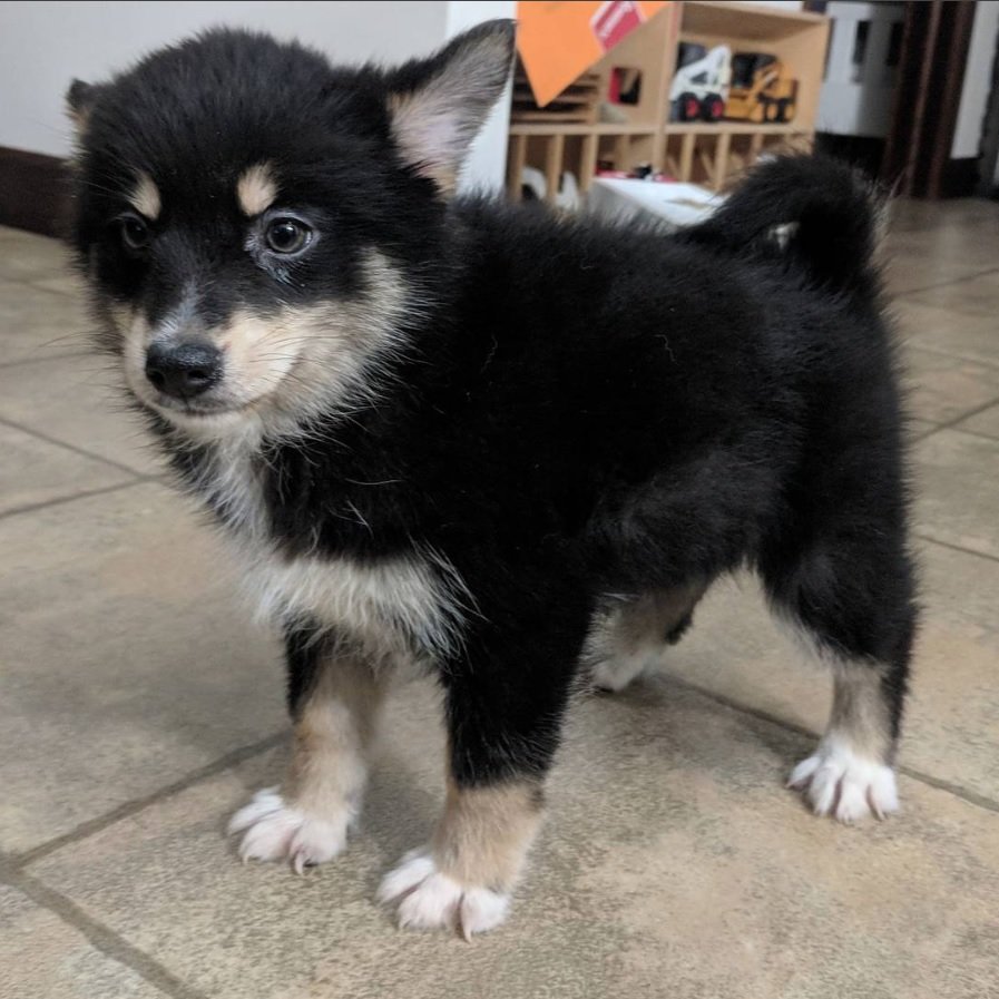 Pomeranian Husky puppy