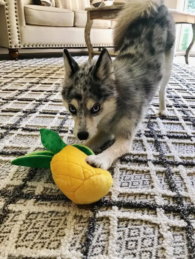 A Pomsky stretching its body on the floor with a pineapple stuffed toy in front of him