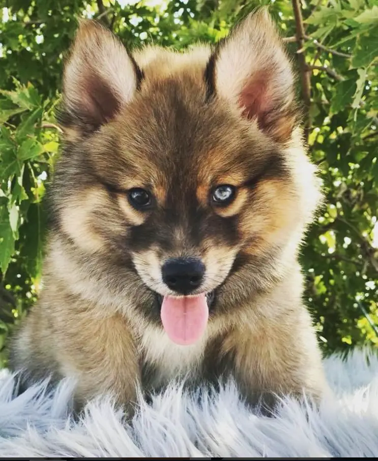 A Pomsky puppy sitting on the furry carpet with its tongue out