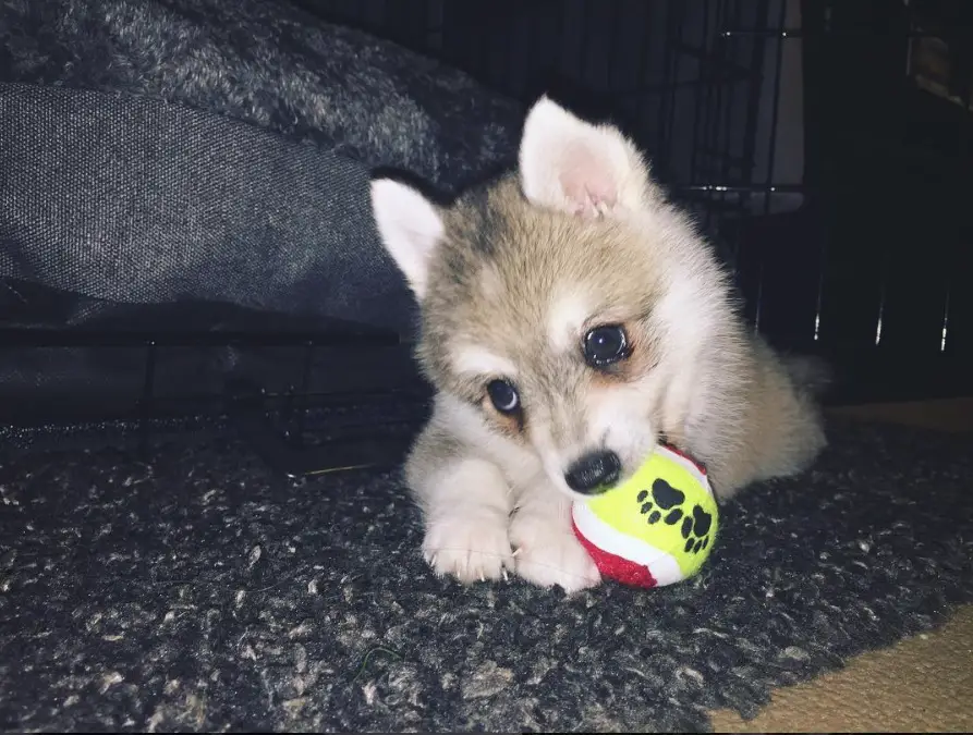 A Pomsky lying on the carpet while biting a ball