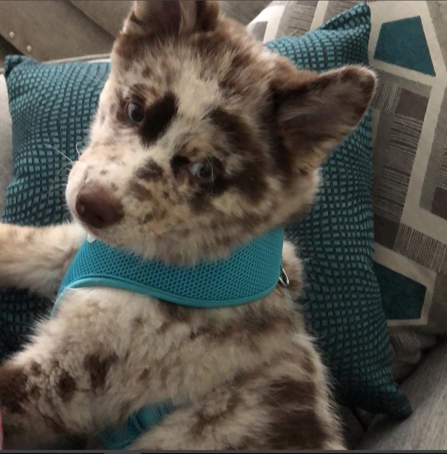 Pomsky puppy lying on the bed