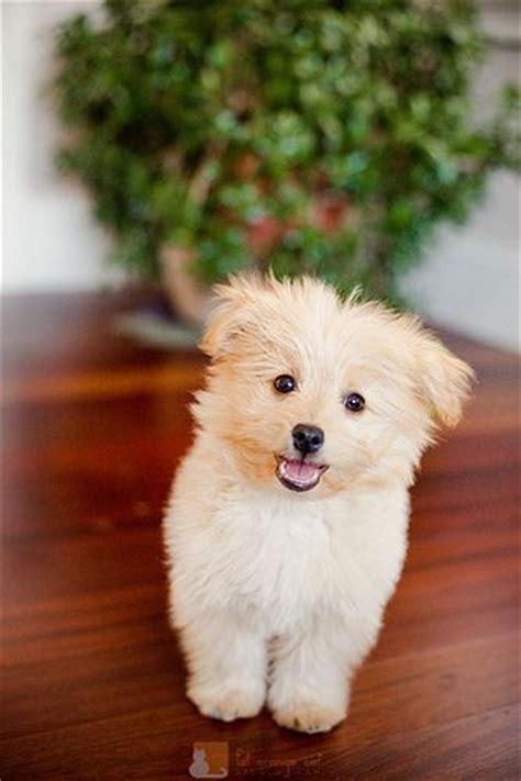 happy Pomapoo sitting on the floor