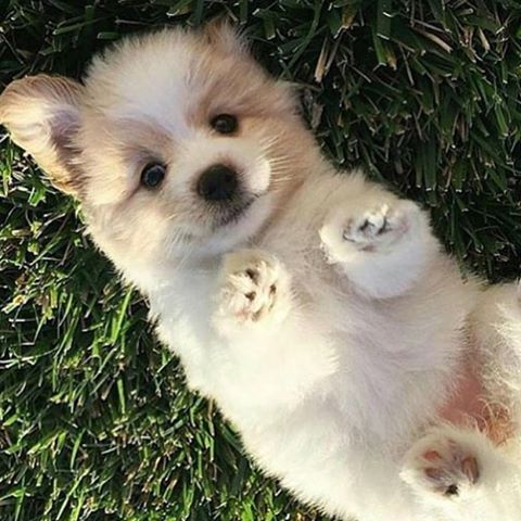 Pomapoo puppy lying on its back in the green grass