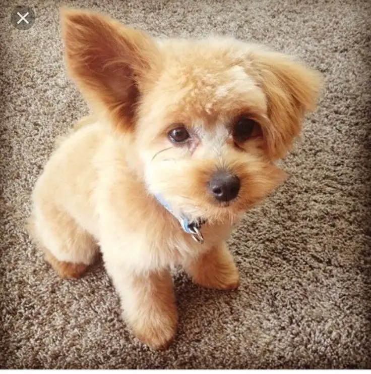 Pomapoo sitting on the floor with its one ear down and other ear up