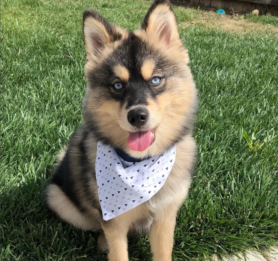 Pomsky sitting on the green grass