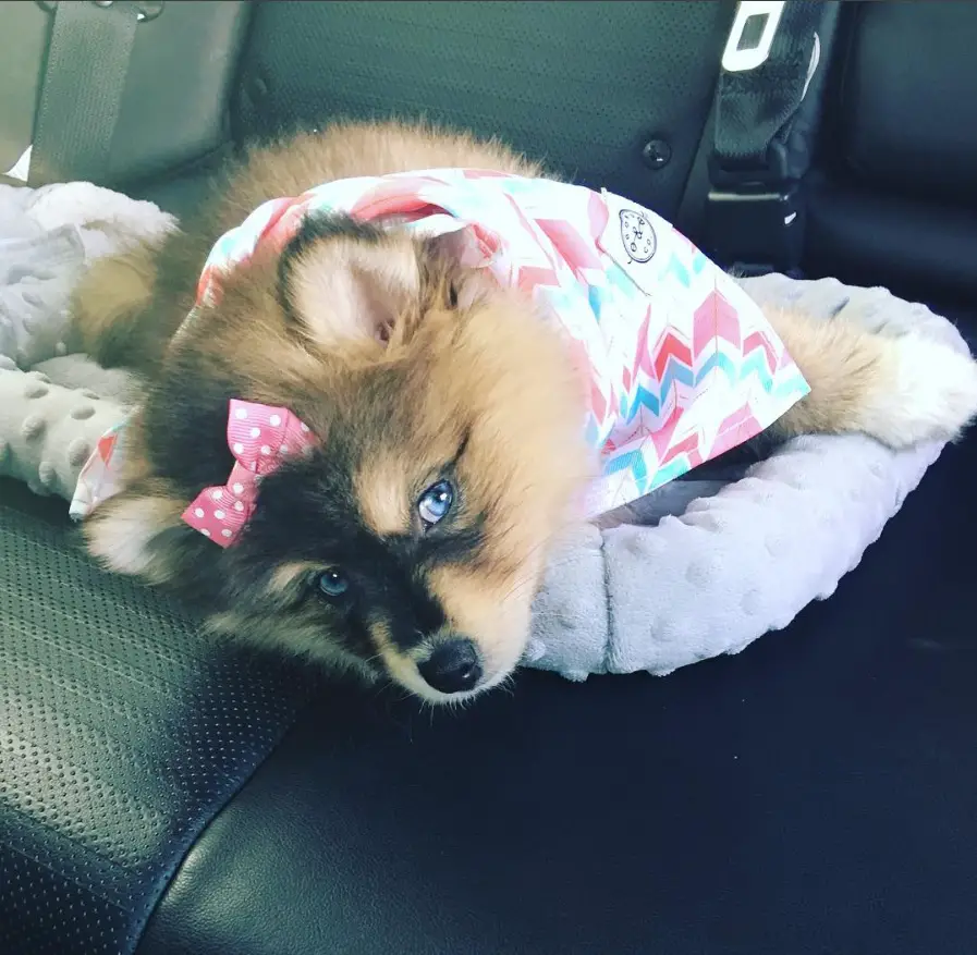 Pomsky puppy resting on its bed inside the car