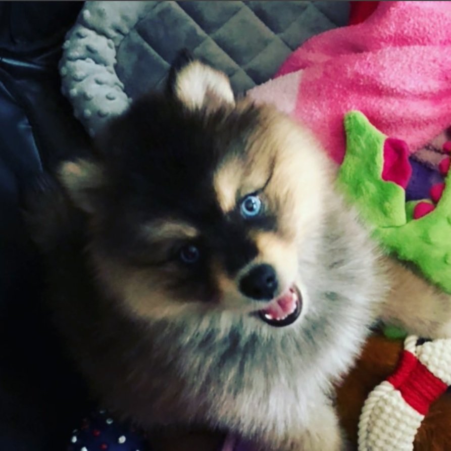 Pomsky lying on its bed