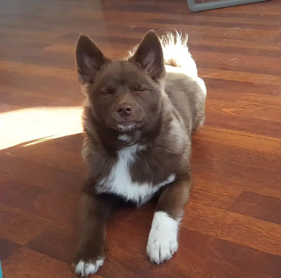 Pomsky closing its eyes while lying on the wooden floor