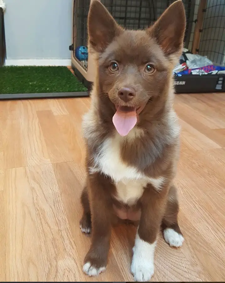 brown Pomsky sitting on the floor