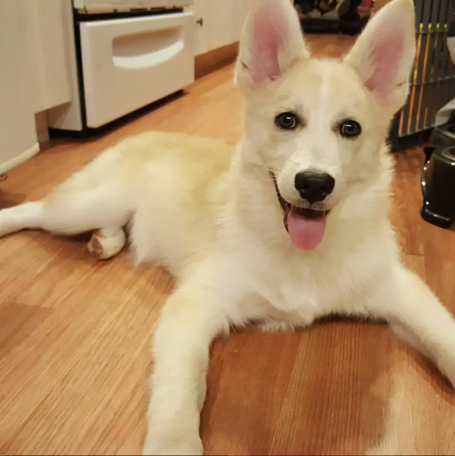 white Pomsky lying on the floor with its tongue sticking out