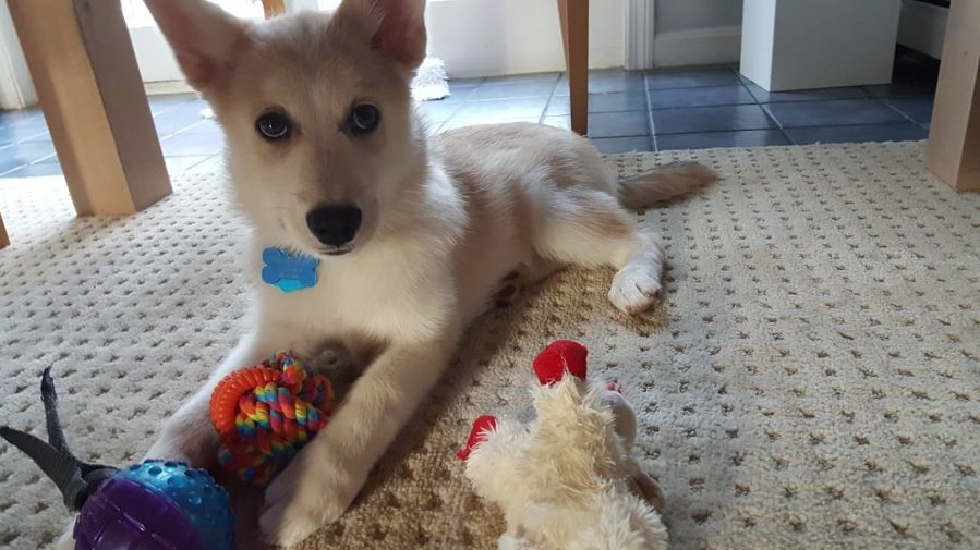 Pomsky puppy lying on the floor