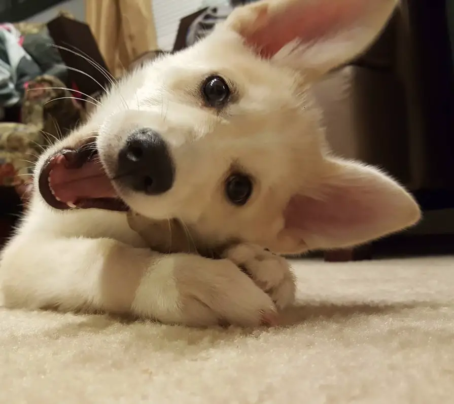 Pomsky puppy biting its bone treat on the floor