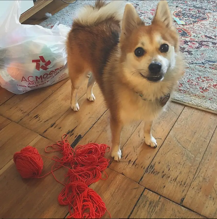 Pomsky with a yarn on the floor