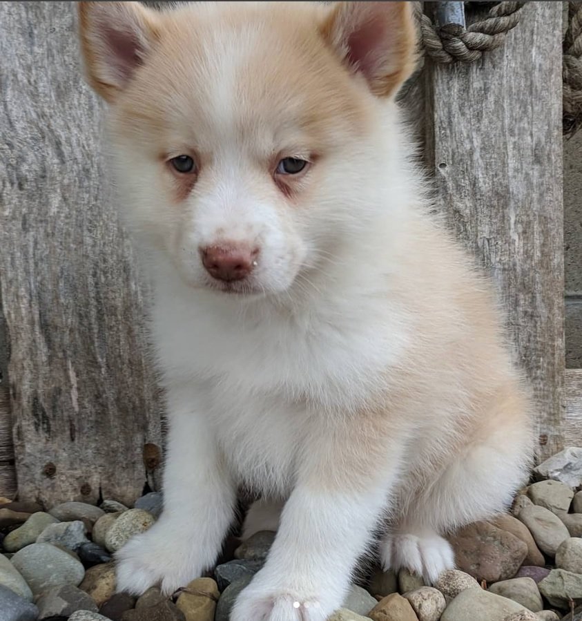 Pomskiy puppy sitting on top of the pebbles