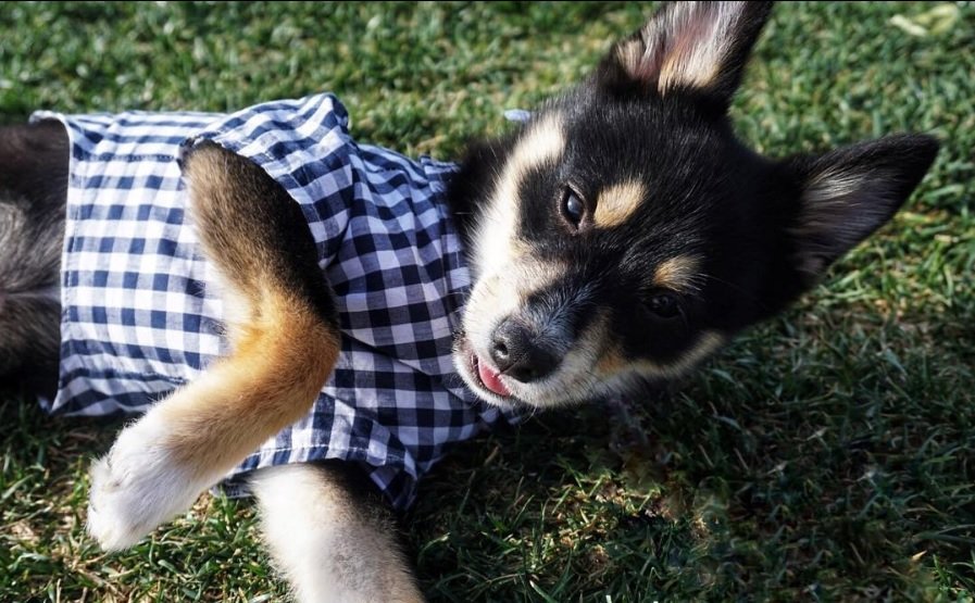 Pomsky puppy lying on the green grass