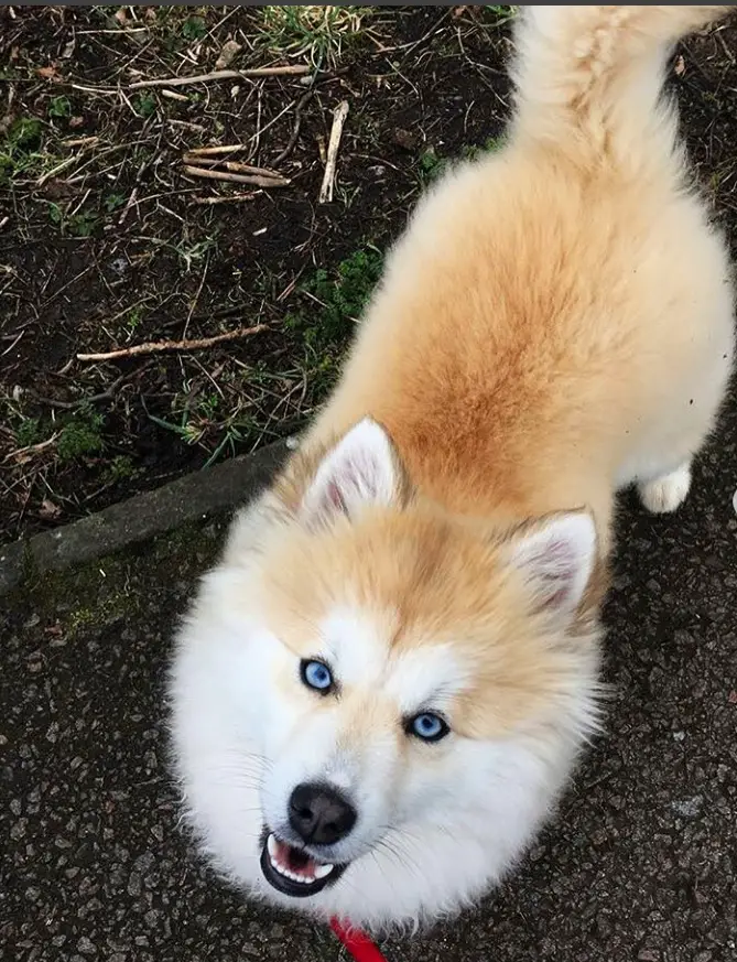 Pomsky on the ground looking up