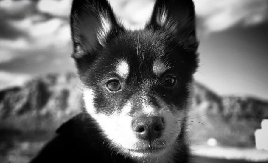 black and white photo of Pomsky