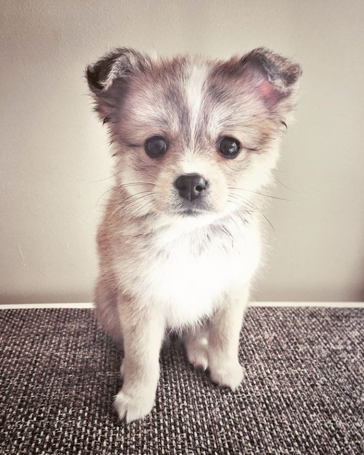 Pomsky puppy sitting on the floor