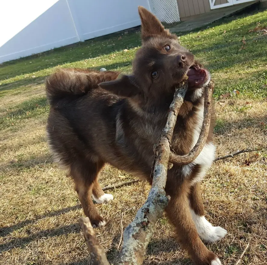 Pomsky outdoors carrying a stick with its mouth