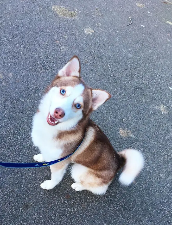 Pomsky puppy sitting on the cement ground