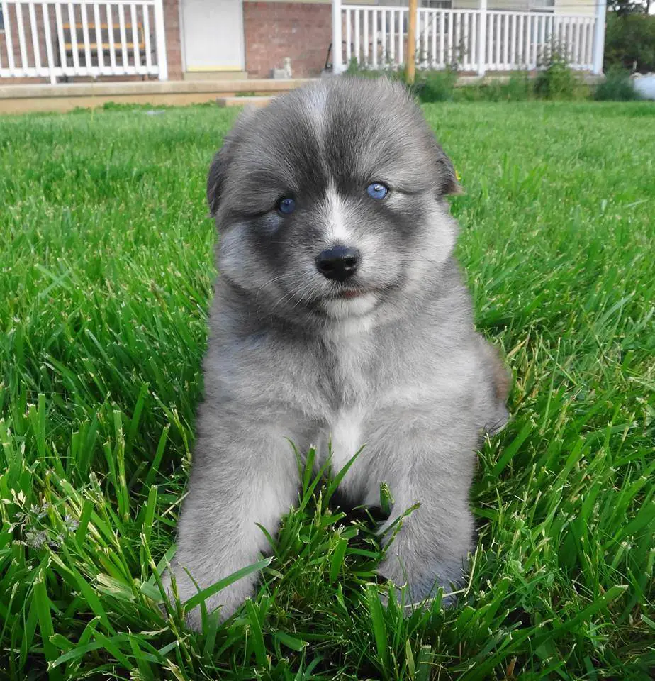 A Pomsky lying in the grass