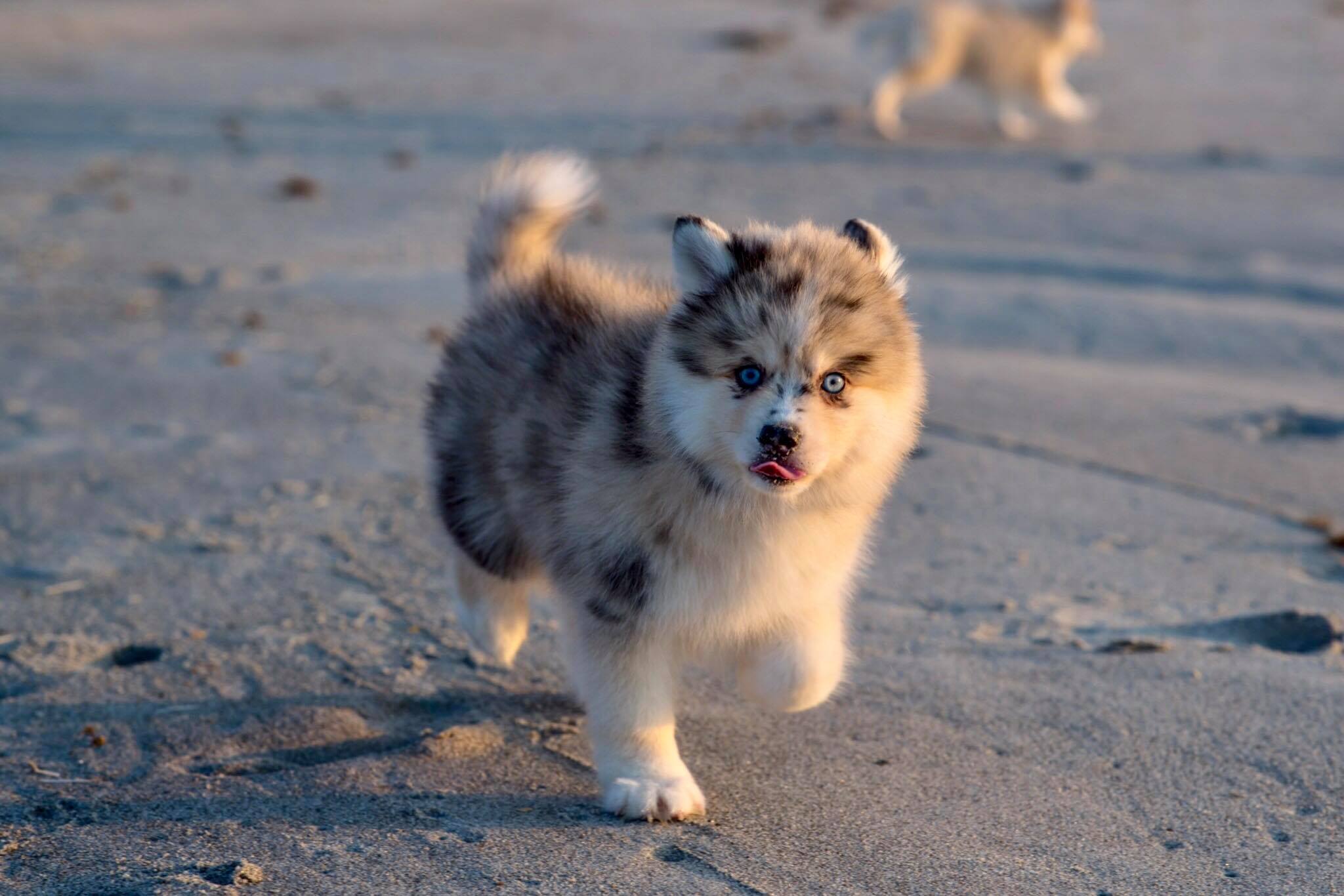 A Pomsky running in the sand while licking its mouth