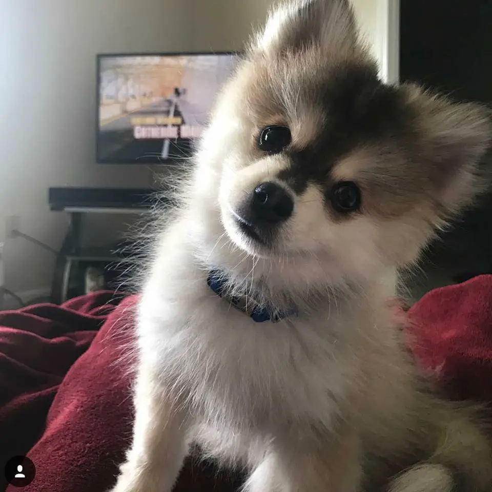 A Pomsky sitting on the bed while tilting its head
