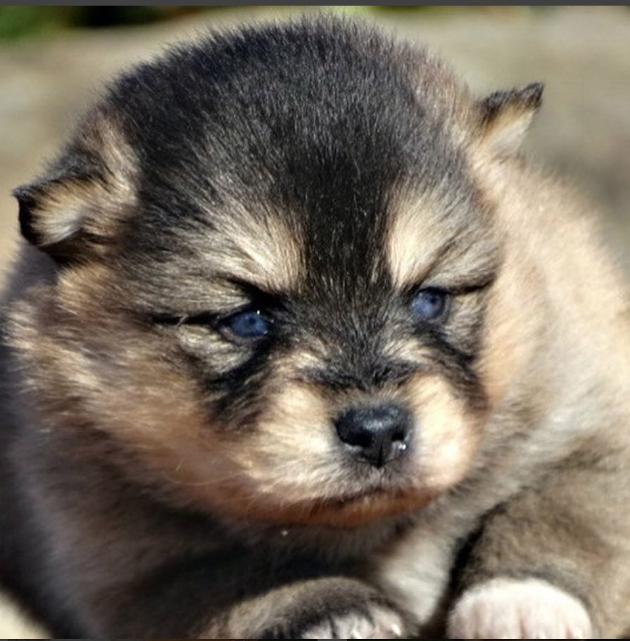 Pomsky puppy