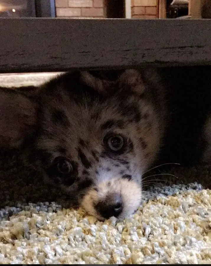 Pomsky puppy lying down on the floor