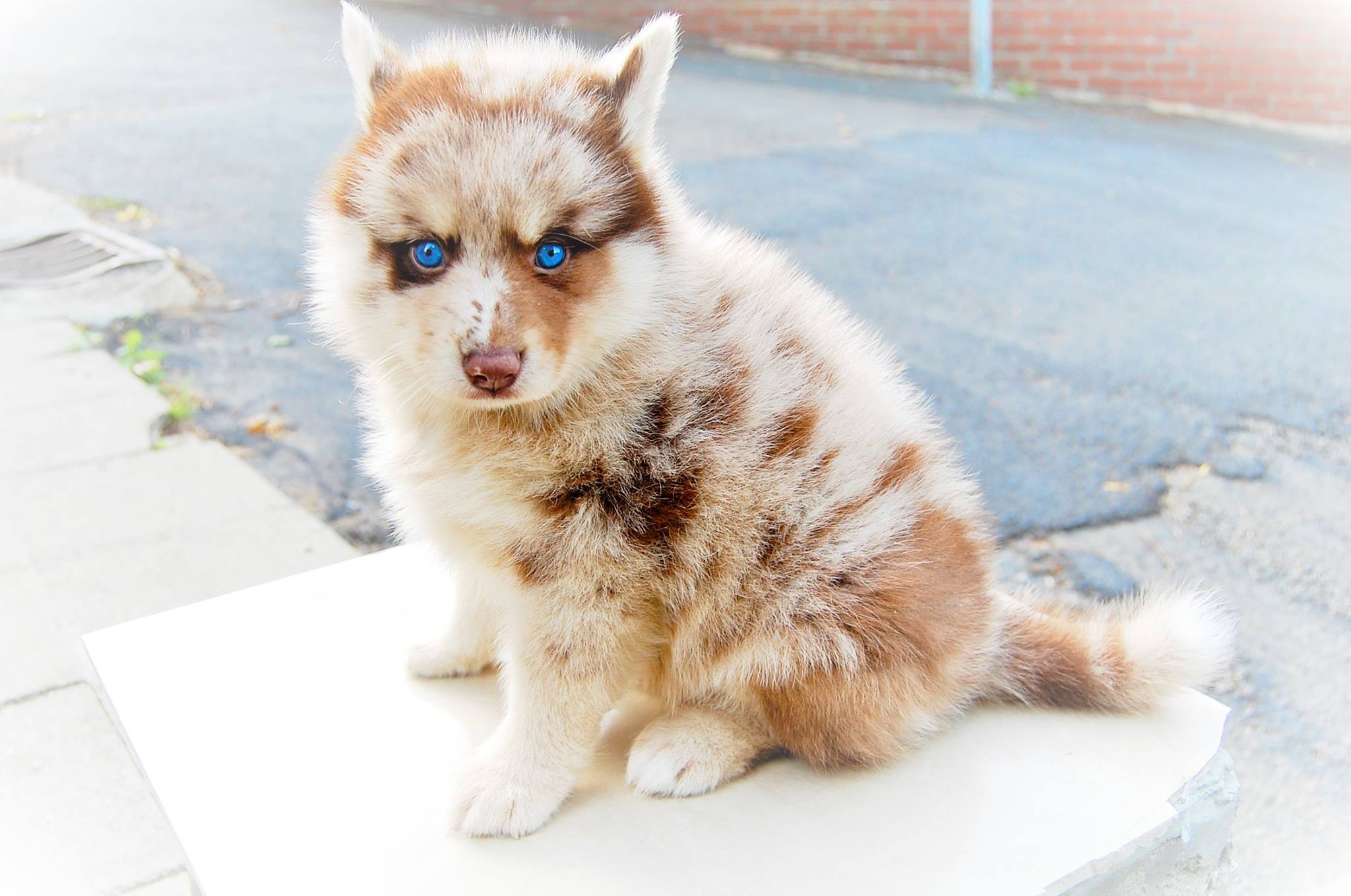 A Pomsky puppy sitting on the pavement