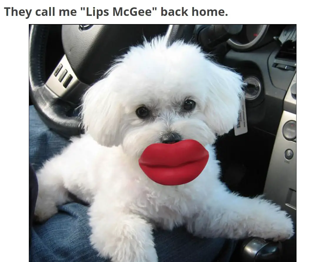 A white poodle with a lip toy in its mouth while inside the car photo with caption - They call me 