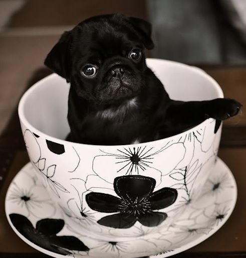 black Pug inside a teacup