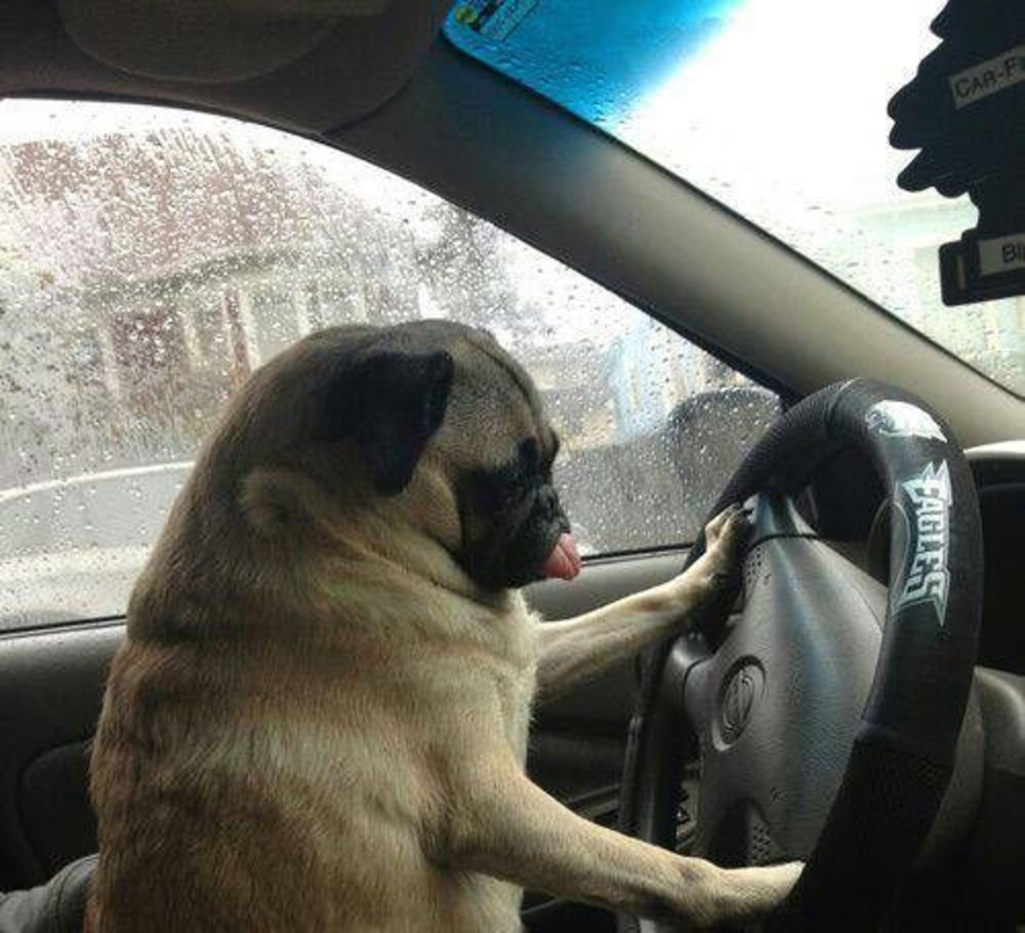 Pug sitting on the lap of a person in the driver's seat while its hands are on the steering wheel