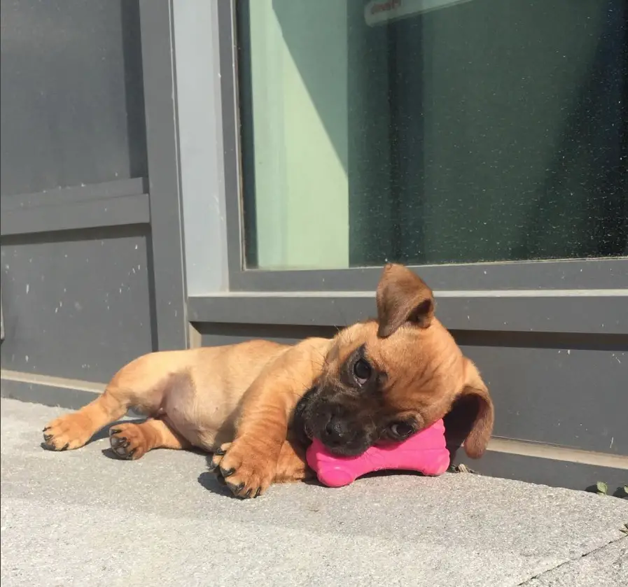 Pugsund puppy lying on the floor with its head resting on its toy under the sunlight next to a wall