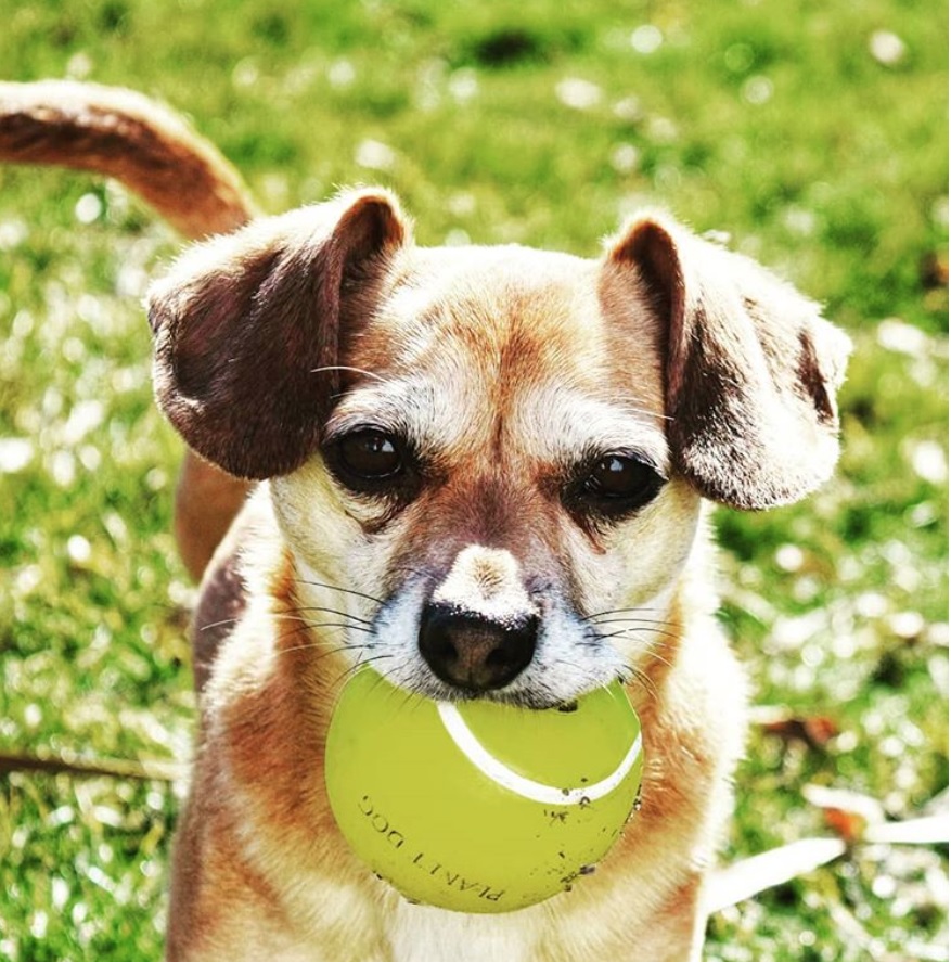 Daug standing on the green grass with a ball in its mouth