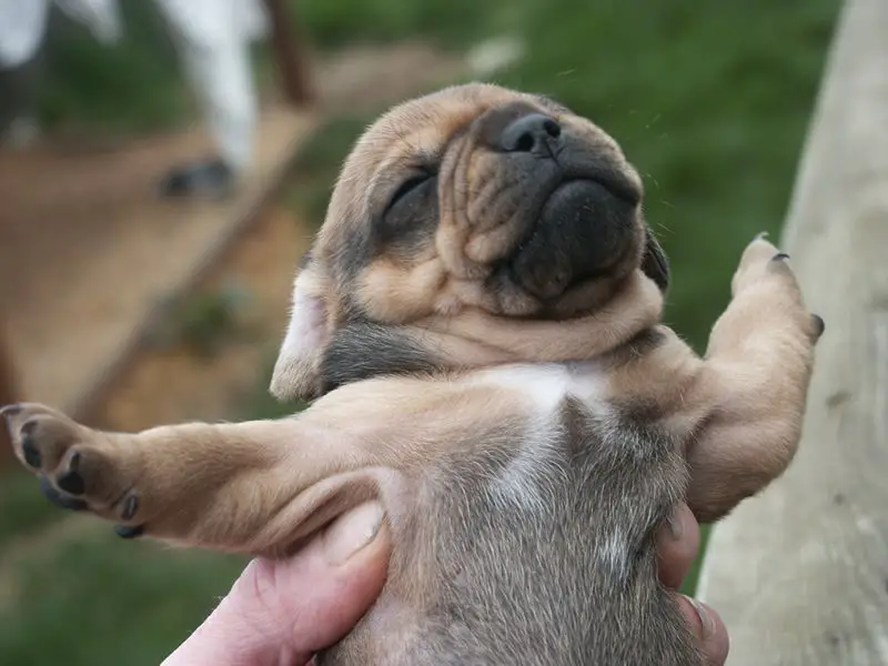 hand of a person holding up a Pugsund puppy stretching its arms out