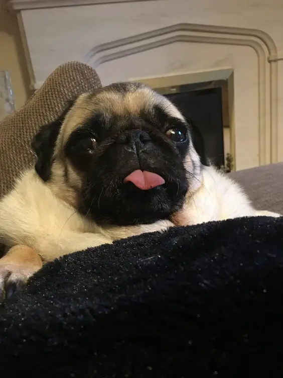 Pug snuggled up in blanket with its tongue sticking out