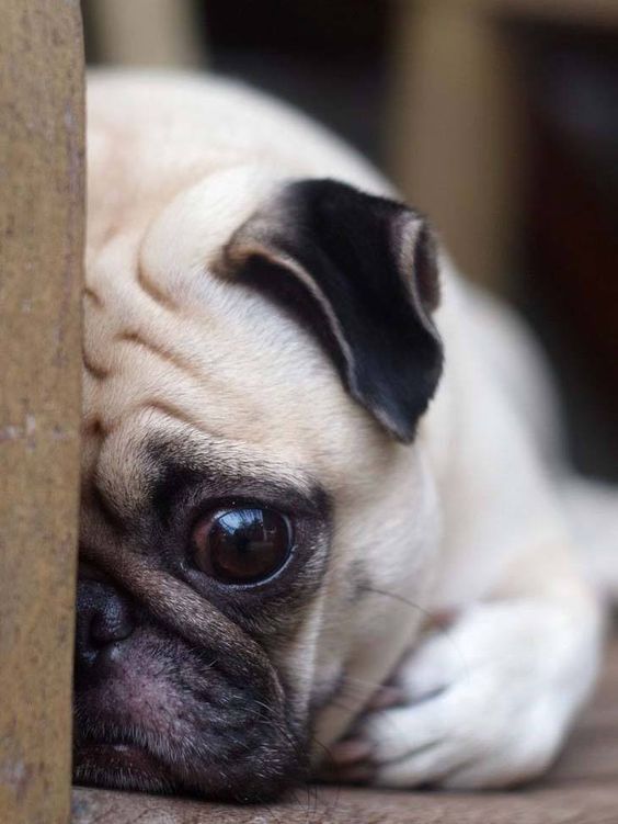 Pug lying down on the floor showing its half face behind the wall