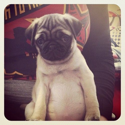 cute Pug sitting like a person showing its big tummy while staring with its sad eyes