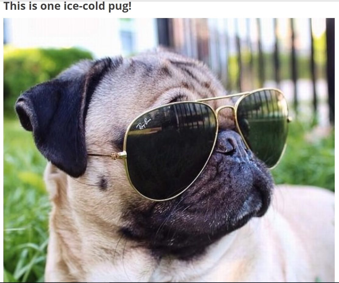 A pug wearing sunglasses photo with caption - This is one ice-cold pug!