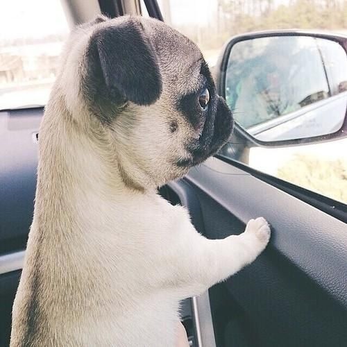 Pug puppy inside the car while looking outside the window