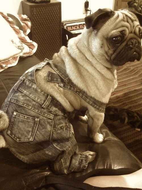 Pug wearing a denim jumper sitting on top of the sofa.
