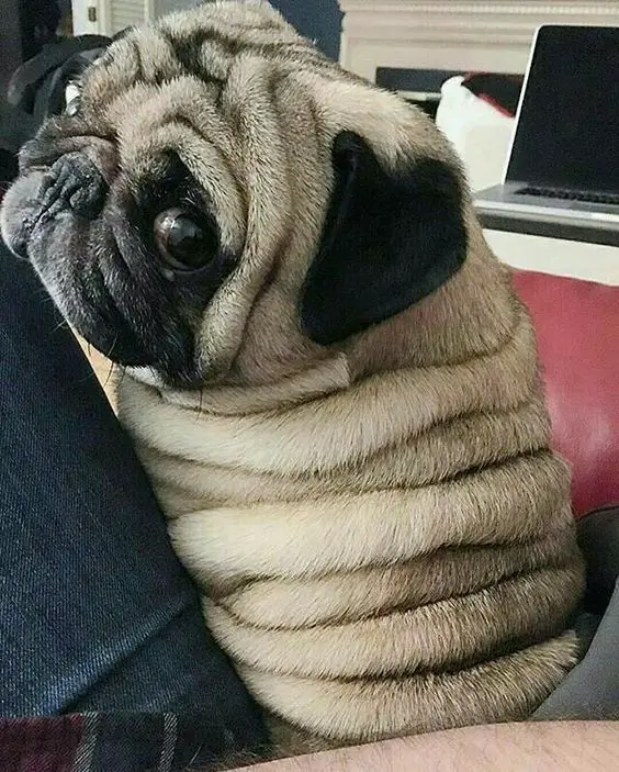 Pug sitting on the couch beside man looking looking back showing its skin rolls