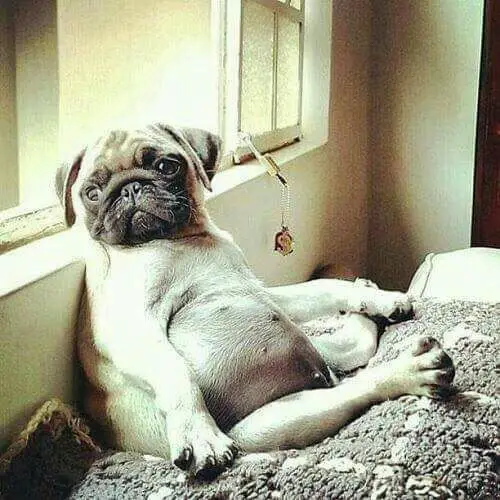 Pug lazily sitting like a human on the bed leaning beside the window